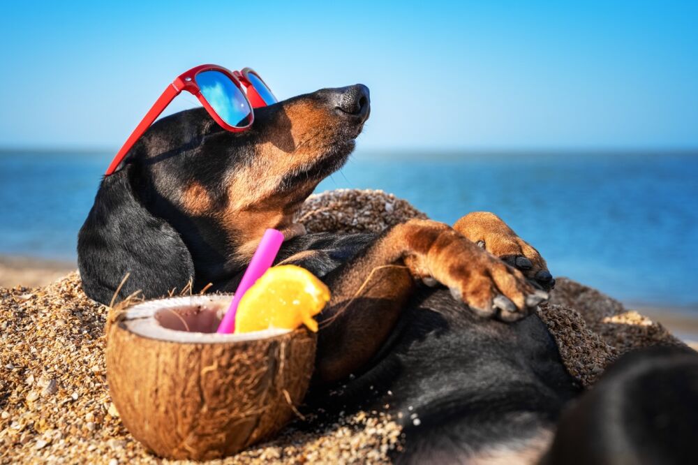 Essential guide for stress-free holidays with your dog 2021