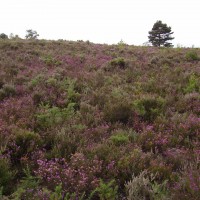 Castle O'er dog walk, Scotland - Dog walks in Scotland