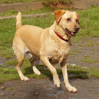 River Severn Country Park, Shropshire - Dog walks in Shropshire