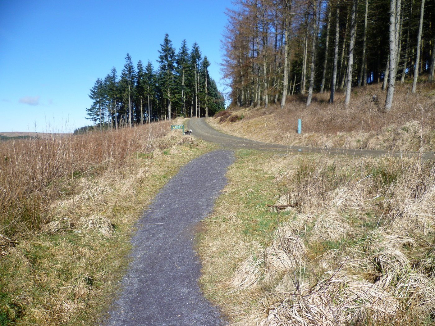 Walks Around Betws Y Coed A5 dog walk near Betws-y-Coed, Clwyd, Wales - Driving with Dogs
