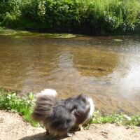 Fully accessible dog walks near Wilmslow, Cheshire - Cheshire dog walking places