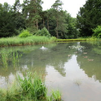 Brandon Country Park dog walks, Suffolk - Dog walks in Suffolk