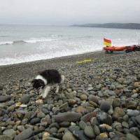 Newgale dog-friendly beach, Wales - Wales dog-friendly beach and dog walk